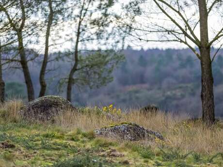Randonnée contée en Brocéliande : le val sans retour & les landes de Gurwan Randonnée contée en Brocéliande : le val sans retour & les landes de Gurwan
