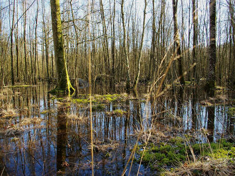 Forêt humide des Mousseuses Forêt humide des Mousseuses