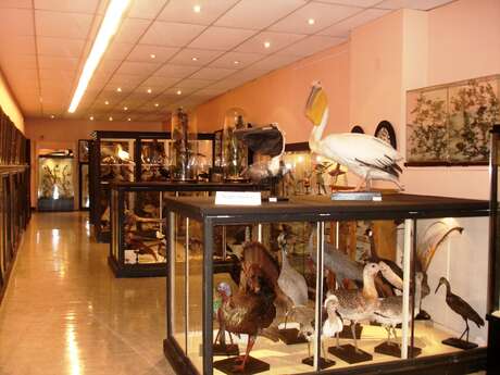 Musée des beaux-arts et d'histoire naturelle Musée des beaux-arts et d'histoire naturelle