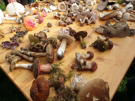 Sortie champignon Sortie champignon