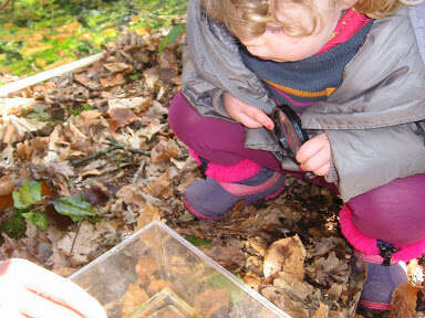 Le petit peuple des feuilles Le petit peuple des feuilles