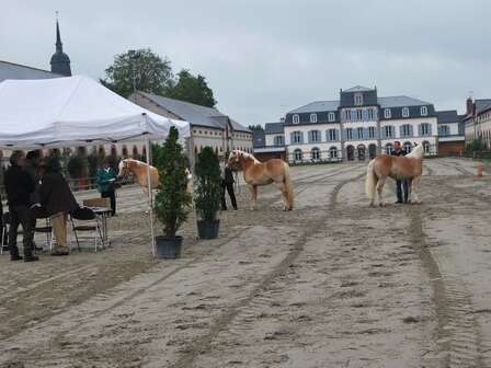 Qualification chevaux de sports et de loisirs Qualification chevaux de sports et de loisirs