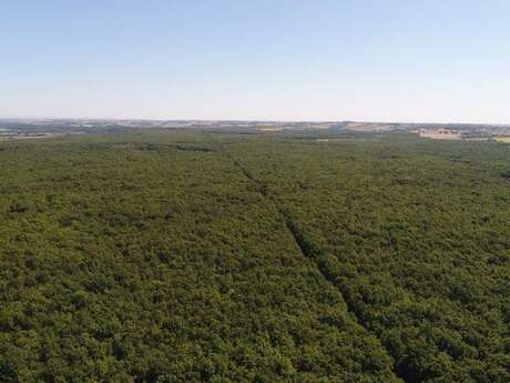 FORET DE BUZET "ESPACE NATUREL SENSIBLE" FORET DE BUZET "ESPACE NATUREL SENSIBLE"