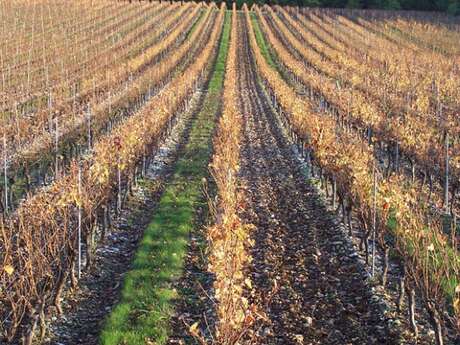 Clos Troteligotte Clos Troteligotte