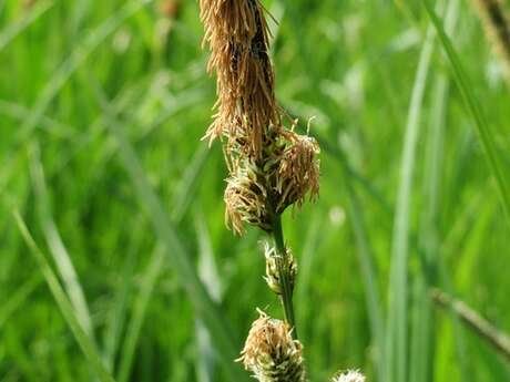 Autour de Carex Autour de Carex
