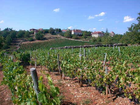 Dans les Vignes de Glanes Dans les Vignes de Glanes