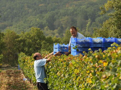 Vignoble MC Roch Vignoble MC Roch