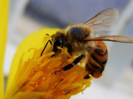 Fête de l'Abeille !!ANNULÉE!! Fête de l'Abeille !!ANNULÉE!!