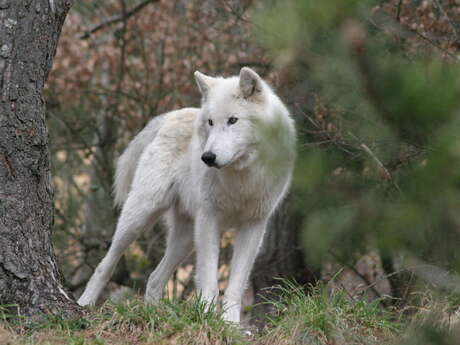 PARC DES LOUPS DU GEVAUDAN PARC DES LOUPS DU GEVAUDAN
