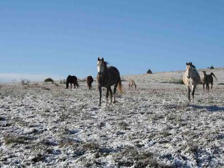 LES CHEVAUX DU VIGOS LES CHEVAUX DU VIGOS
