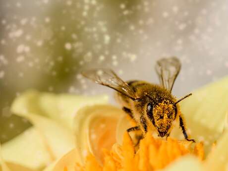 Les abeilles, nos amis de toujours Les abeilles, nos amis de toujours
