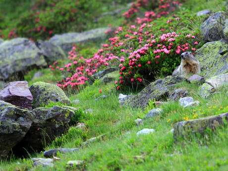 Balade à la rencontre des marmottes Balade à la rencontre des marmottes