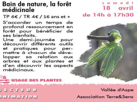 Bain de nature, la forêt médicinale - Sortie CPIE Bain de nature, la forêt médicinale - Sortie CPIE