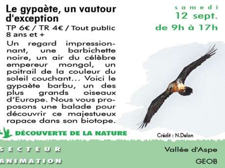 Le gypaète un vautour d'exception - Sortie CPIE Le gypaète un vautour d'exception - Sortie CPIE