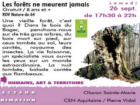 Les forêts ne meurent jamais - Sortie CPIE Les forêts ne meurent jamais - Sortie CPIE