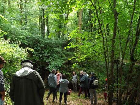 Promenons nous dans les bois... à la découverte du hêtre Promenons nous dans les bois... à la découverte du hêtre