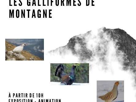 Les galliformes de montagne - Journée de sensibilisation Les galliformes de montagne - Journée de sensibilisation