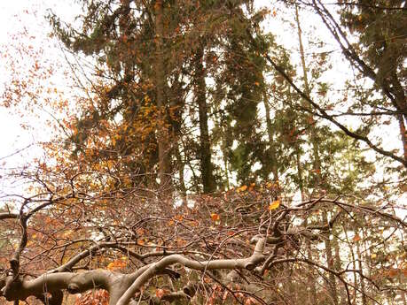 Parc Naturel Régional de la Montagne de Reims Parc Naturel Régional de la Montagne de Reims