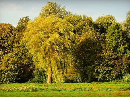 Pièce musicale : Les Arbres Pièce musicale : Les Arbres