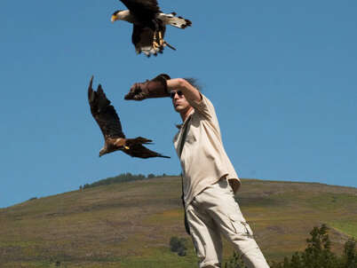 LES AIGLES D'AURE - Volerie des Pyrénées LES AIGLES D'AURE - Volerie des Pyrénées