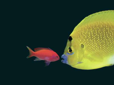 AQUARIUM LE 7EME CONTINENT AQUARIUM LE 7EME CONTINENT