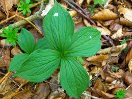 SORTIE PLANTES SAUVAGES ET COMESTIBLES SORTIE PLANTES SAUVAGES ET COMESTIBLES