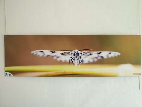 « Minuscules en majuscules », photographies d’insectes de Brière « Minuscules en majuscules », photographies d’insectes de Brière