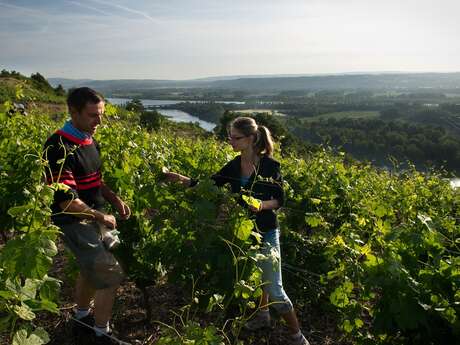 Dégustation de vins "en ligne" Dégustation de vins "en ligne"