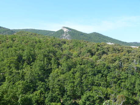 Forêt départementale Forêt départementale