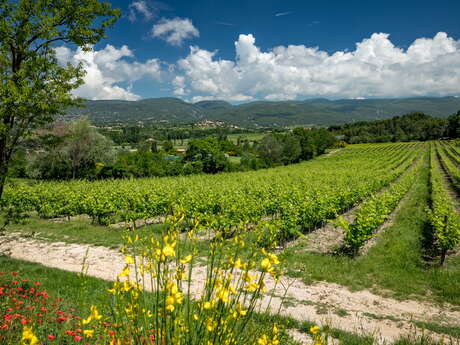 Picnic in the vines Picnic in the vines