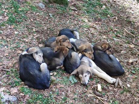 A la Rencontre des Chiens A la Rencontre des Chiens