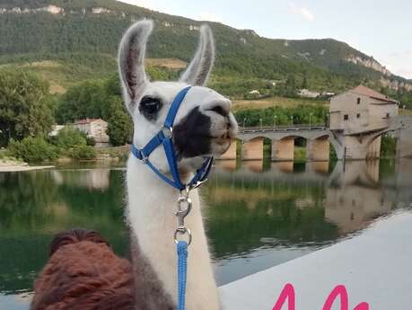 Lamas du Soleil Lamas du Soleil