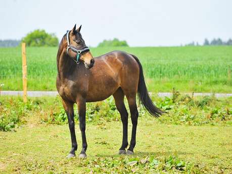 Domaine Equestre de Valaly Domaine Equestre de Valaly