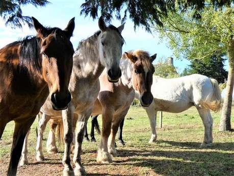 Les Chevaux du Vent - La Claie des Landes Les Chevaux du Vent - La Claie des Landes