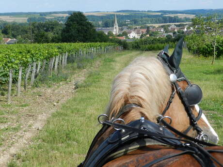 Les Caves aux Caux - Vins Creuzet Les Caves aux Caux - Vins Creuzet