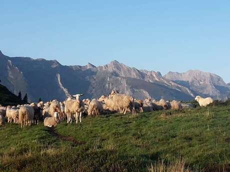 Promenade pastorale, dîner avec de l'agneau de pays et nuit en refuge et chants Pyrénéens . Promenade pastorale, dîner avec de l'agneau de pays et nuit en refuge et chants Pyrénéens .