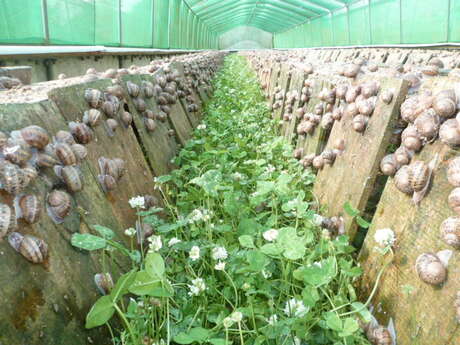 Cap'Hélix Escargots... Cap'Hélix Escargots...