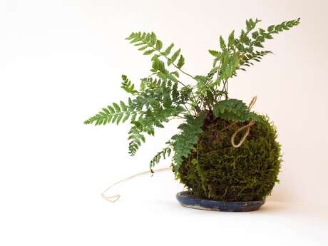 Atelier Kokedama Atelier Kokedama