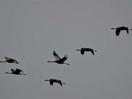 Causerie du Mercredi - Les oiseaux du Bassin Causerie du Mercredi - Les oiseaux du Bassin