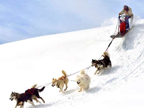Perros esquimales - Angaka pueblo del norte Perros esquimales - Angaka pueblo del norte