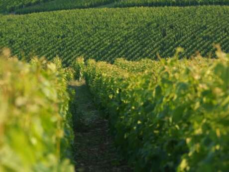Des coteaux du champagne aux sources de la Dhuys Des coteaux du champagne aux sources de la Dhuys