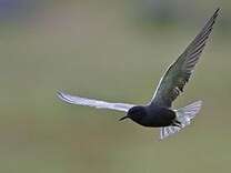 Découverte des oiseaux de chez nous Découverte des oiseaux de chez nous