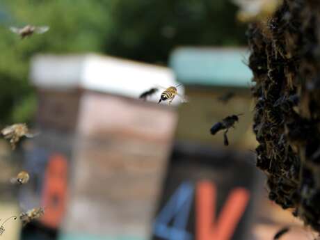 Visite du rucher et découverte de l'élevage de reine d'abeille Visite du rucher et découverte de l'élevage de reine d'abeille