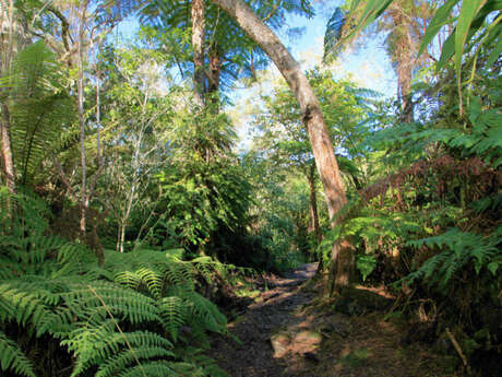 Forêts de Bébour-Bélouve Forêts de Bébour-Bélouve