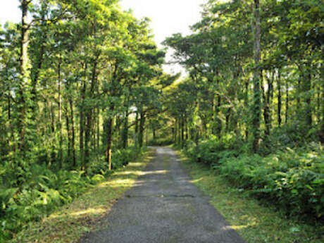 Forêt de Mare-Longue Forêt de Mare-Longue