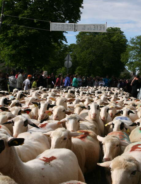 10ème édition Transhumance - Rocamadour > Luzech 10ème édition Transhumance - Rocamadour > Luzech