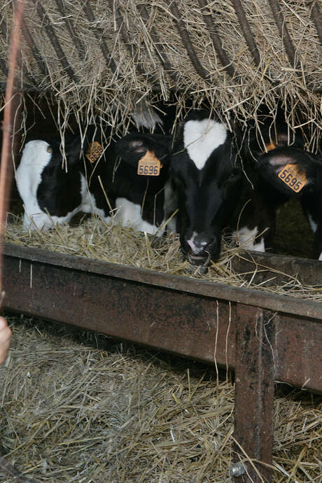 Animation "Beurre, yaourt, fromage..." Animation "Beurre, yaourt, fromage..."