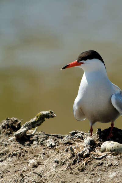 Les oiseaux de bords de Loire Les oiseaux de bords de Loire