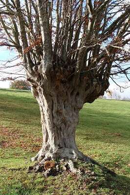 Trognes, les arbres aux mille visages Trognes, les arbres aux mille visages