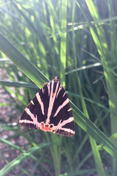 Papillons et compagnie Papillons et compagnie